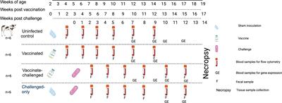 Immunogenicity and efficacy of an oral live-attenuated vaccine for bovine Johne’s disease